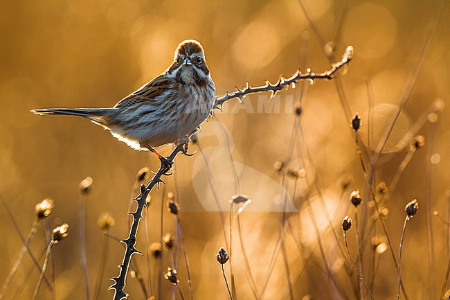 Wintering Common Reed Bunting (Emberiza schoeniclus) perched on a small twig in a rural field in Italy. Photographed with backlight. stock-image by Agami/Daniele Occhiato,