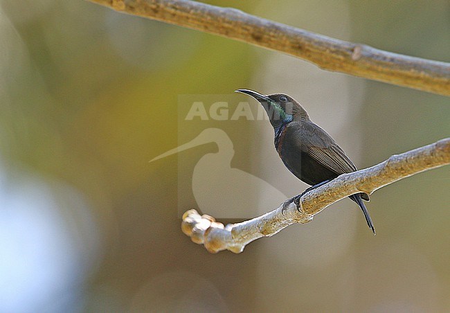 Flores Sea sunbird (Cinnyris teysmanni) in the Lesser Sundas, Indonesia. stock-image by Agami/James Eaton,