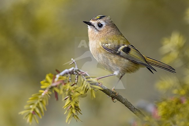  stock-image by Agami/Daniele Occhiato,