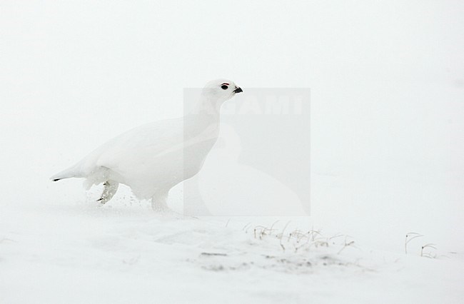 Moerassneeuwhoen in winterkleed in de sneeuw; Willow Ptarmigan in winter plumage in the snow stock-image by Agami/Markus Varesvuo,