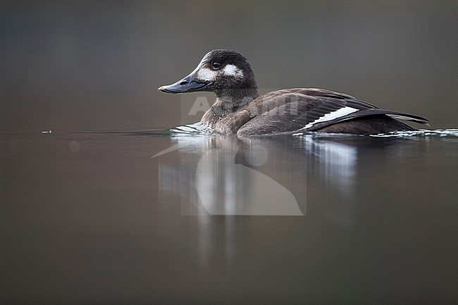 First-winter female Velvet Scoter (Melanitta fusca) swimming on a lake in Switzerland. stock-image by Agami/Ralph Martin,