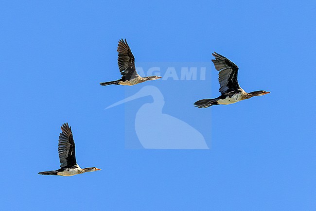Long-tailed Cormorants (Microcarbo africanus) in flight. stock-image by Agami/David Monticelli,