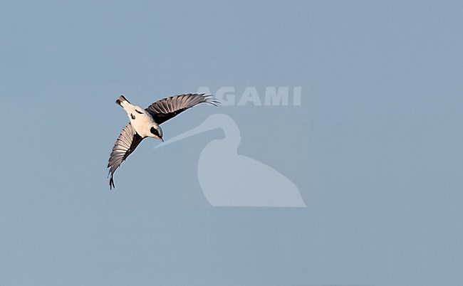 Western Black-eared Wheatear, Oenanthe hispanica (male in flight), at Bolonia, Andalucia, Spain stock-image by Agami/Helge Sorensen,