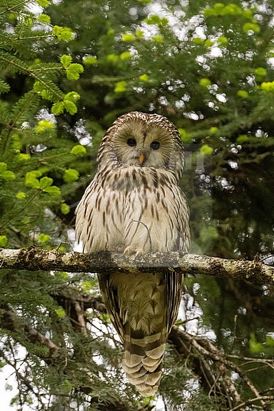 An Ural owl, Strix uralensis, perching on a tree branch and looking at the camera. Notranjska forest, Inner Carniola, Slovenia stock-image by Agami/Sergio Pitamitz,