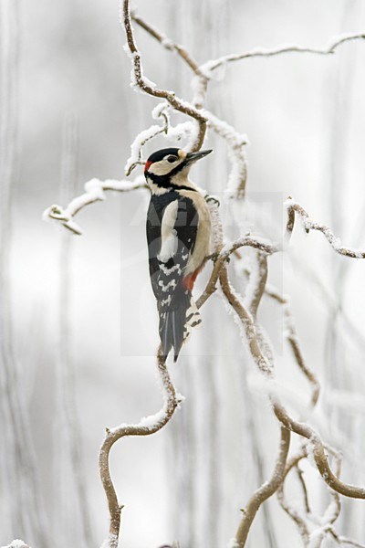 Grote Bonte Specht in de winer; Great Spotted Woodpecker in winter stock-image by Agami/Arnold Meijer,
