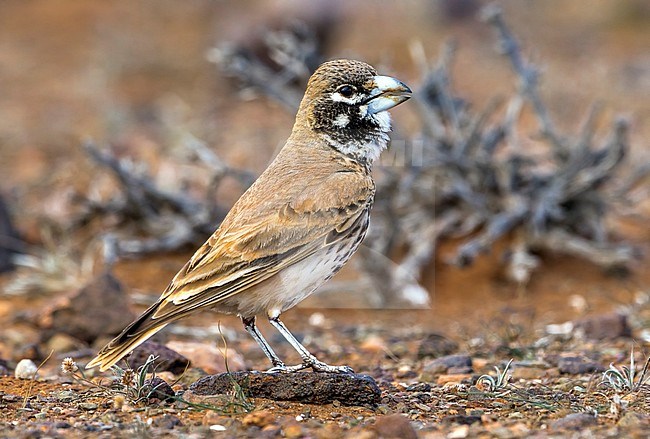 Adult male Thick-billed Lark sitting on rocky area, Guemline km 22, Morocco. March 2011. stock-image by Agami/Vincent Legrand,