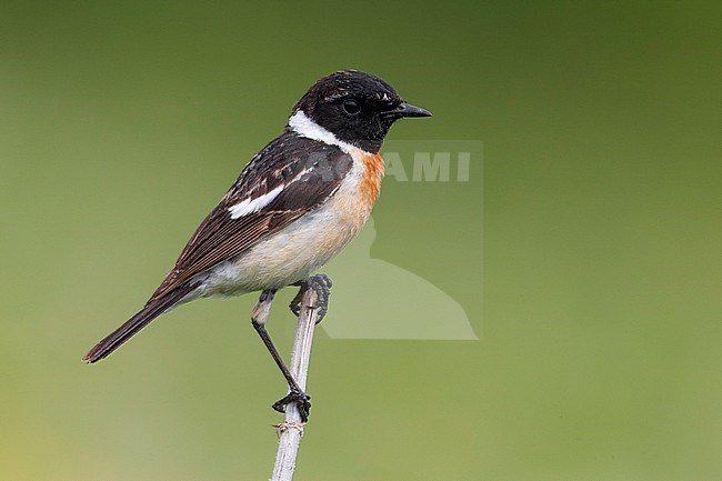 Aziatische Roodborsttapuit; Siberian Stonechat stock-image by Agami/Daniele Occhiato,