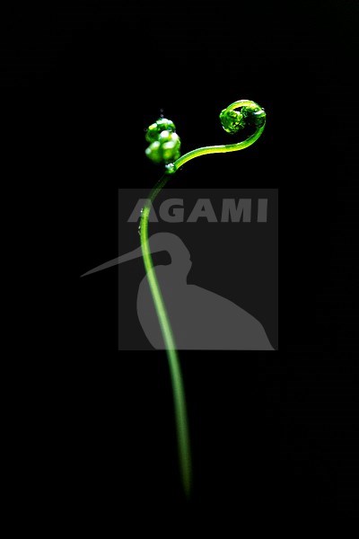 Oak Fern, Gymnocarpium dryopterisfrond, stock-image by Agami/Wil Leurs,