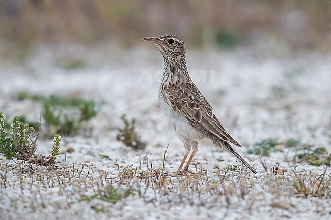 Adult Dupont's Lark sitting in steppes of Belchite, Spain. May 18, 2018. stock-image by Agami/Vincent Legrand,