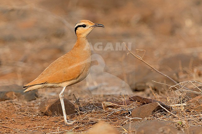Cream-colored courser,Adult,  Santiago, Cape Verde (Cursorius cursor) stock-image by Agami/Saverio Gatto,