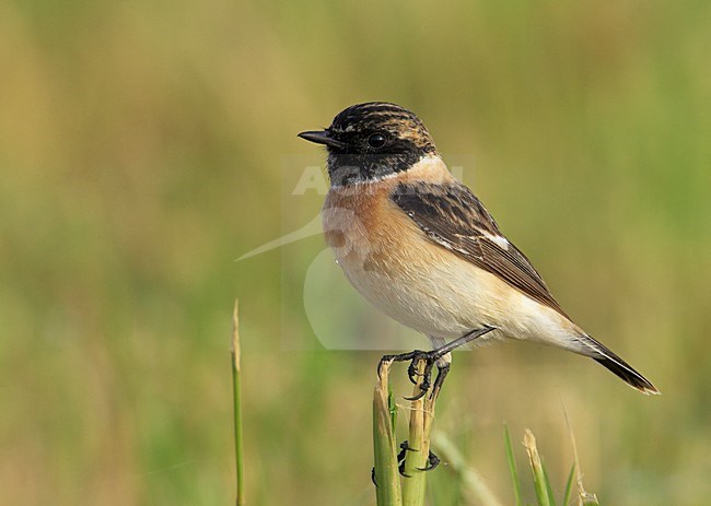 Male Siberian Stonechat in autumn plumage. stock-image by Agami/Markus Varesvuo,