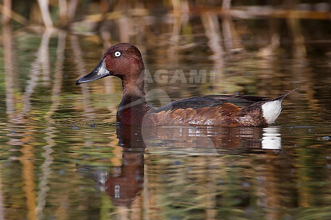 Witoogeend; Aythya nyroca; Ferruginous Duck stock-image by Agami/Daniele Occhiato,