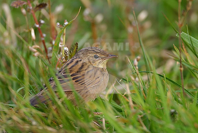 First-winter Lanceolated Warbler (Locustella lanceolata) on the Shetland Islands. stock-image by Agami/Hugh Harrop,