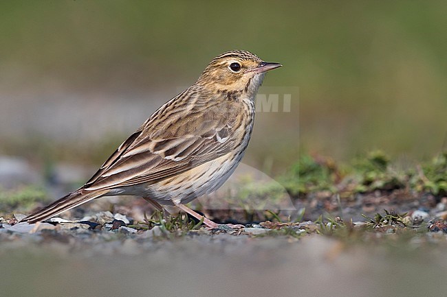 Tree Pipit (Anthus trivialis) in Italy. Standing on the ground. stock-image by Agami/Daniele Occhiato,