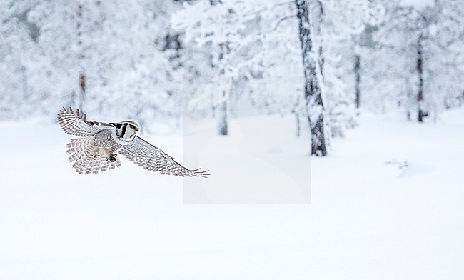 Northern Hawk Owl (Surnia ulula) during cold winter in Kuusamo, Finland. stock-image by Agami/Marc Guyt,