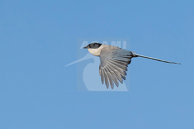 Azure-winged Magpie (Cyanopica cyanus) with full goiter in flight, found near Ulan Baatar in Mongolia stock-image by Agami/Mathias Putze,