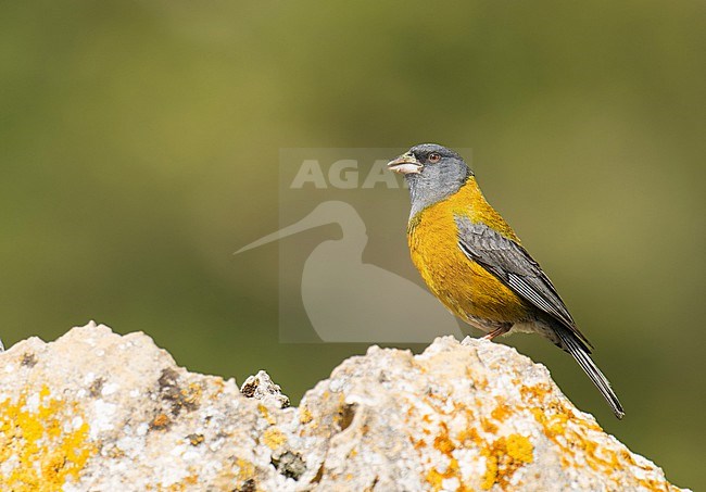 Male Peruvian Sierra-Finch (Phrygilus punensis chloronotus) (subspecies) perched on a rock, Cusco, Peru, South-America. stock-image by Agami/Steve Sánchez,