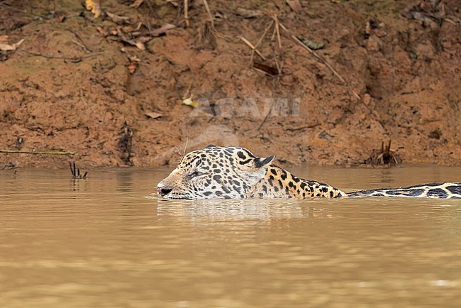 Swimming Jaguar (Panthera onca) in the Pantanal of Brazil. It is an apex predator, meaning it is at the top of the food chain and is not preyed upon in the wild. stock-image by Agami/Glenn Bartley,