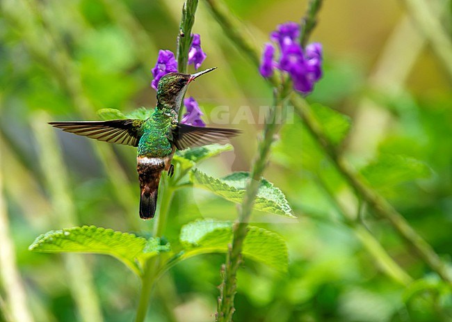 White-crested Coquette (Lophornis adorabilis) feeding on flowers in Costa Rica.w stock-image by Agami/Dani Lopez-Velasco,