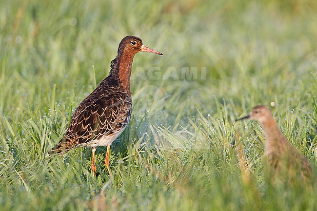  stock-image by Agami/Menno van Duijn,