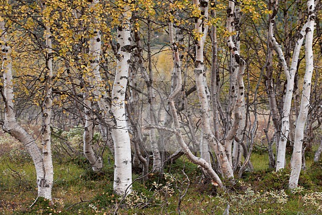Bos in Dovrefjell; Forest at Dovrefjell stock-image by Agami/Han Bouwmeester,