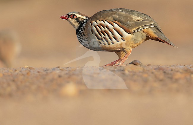 Red-legged partridge; Alectoris rufa stock-image by Agami/Wil Leurs,
