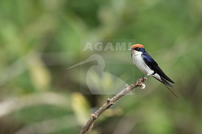 An adult Wire-tailed Swallow (Hirundo smithii ssp. smithii) perching on a branch in Yayu Biosphere Reserve in Ethiopia stock-image by Agami/Mathias Putze,