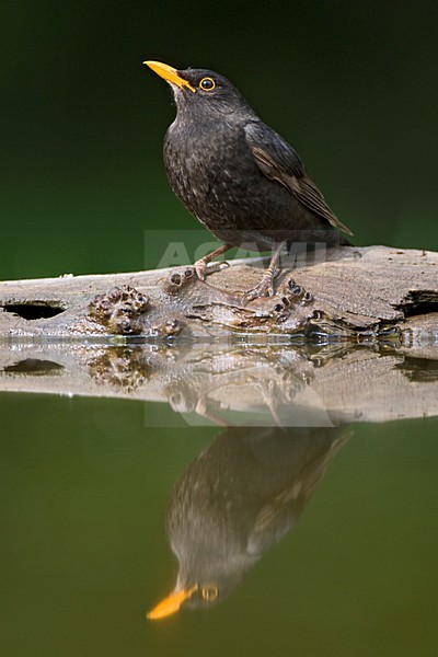 Merel, Common Blackbird, Turdus merula stock-image by Agami/Marc Guyt,