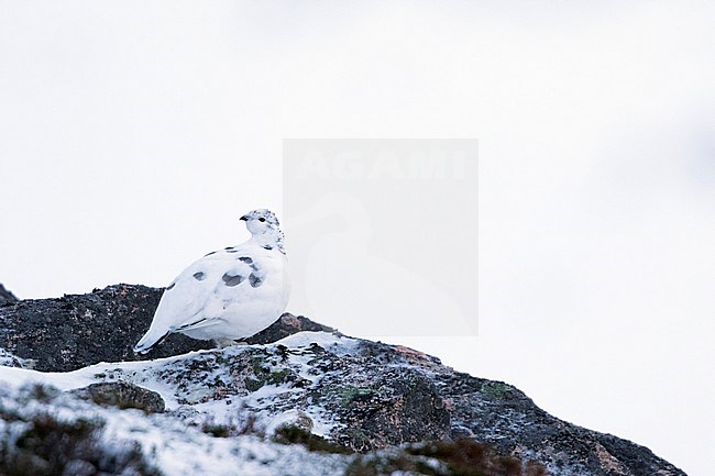 Rock Ptarmigan - Alpenschneehuhn - Lagopus muta ssp. millaisi, Scotland, adult female, winter plumage stock-image by Agami/Ralph Martin,