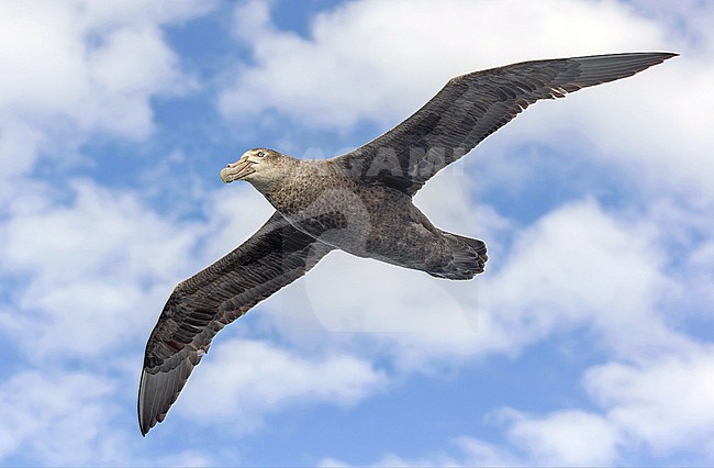 Southern giant petrel (Macronectes giganteus) between South Georgia and the Falkland islands. stock-image by Agami/Pete Morris,