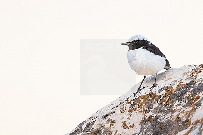 Adult male Finsch's Wheatear in Tajikistan stock-image by Agami/Ralph Martin,