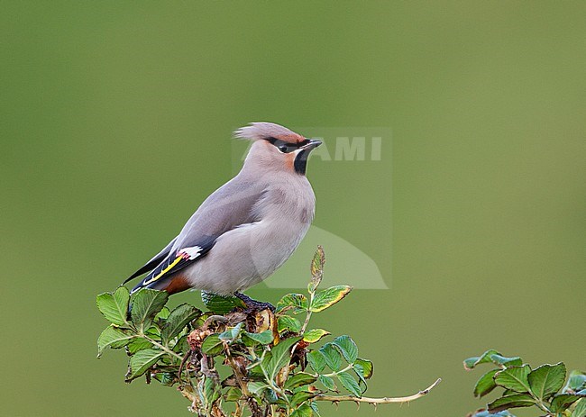 Bohemian Waxwing (Bombycilla garrulus) during autumn on the Shetland islands in Scotland. Perched on top of a bush against a green background. stock-image by Agami/Hugh Harrop,