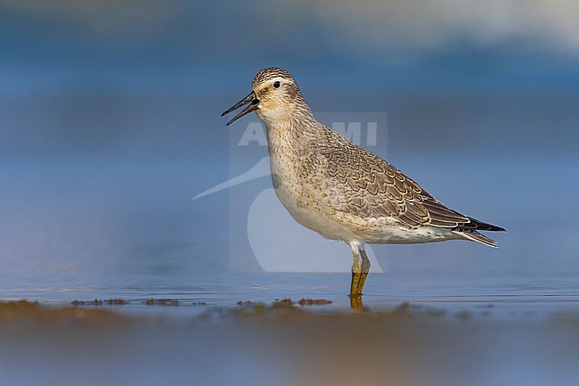 Autumn plumaged Red Knot, Calidris canutus, in Italy. stock-image by Agami/Daniele Occhiato,