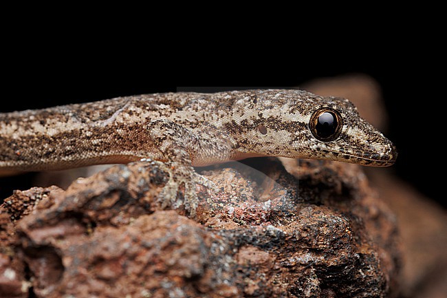 Asian House Gecko (Hemidactylus frenatus) taken the 31/10/2025 at San Cristóbal - Galapagos. stock-image by Agami/Nicolas Bastide,