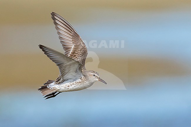 Adult breeding
Galveston Co., TX
May 2023 stock-image by Agami/Brian E Small,