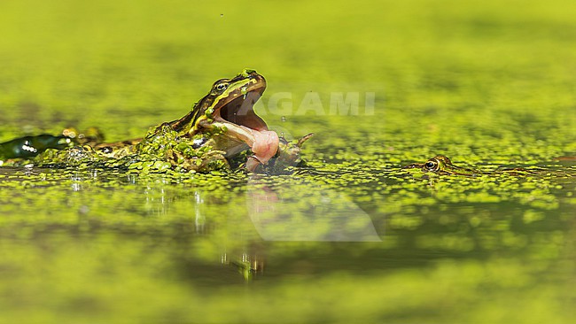 Green frog unknown, (Pelophylax spec.) catching a fly stock-image by Agami/Lennart Verheuvel,