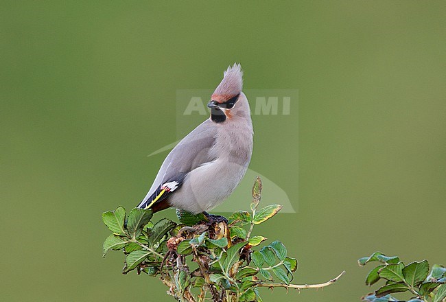 Bohemian Waxwing (Bombycilla garrulus) during autumn on the Shetland islands in Scotland. Perched on top of a bush against a green background. stock-image by Agami/Hugh Harrop,