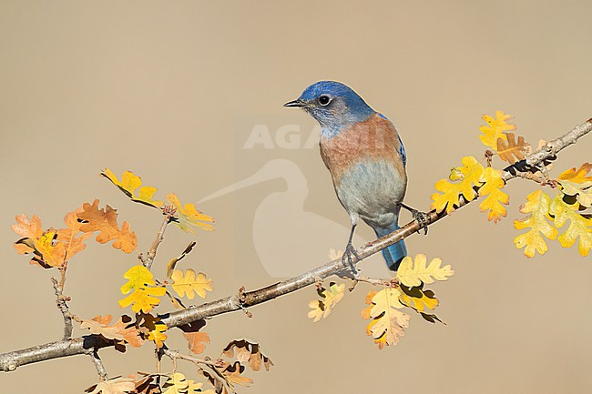 Adult male
Santa Barbara Co., CA
November 2022 stock-image by Agami/Brian E Small,