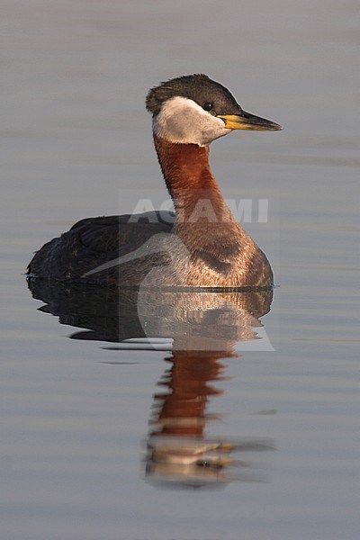 Red-necked Grebe (Podiceps grisegena) swimming in a lake near Toronto, Ontario, Canada. stock-image by Agami/Glenn Bartley,