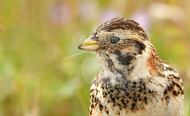 The Lapland Longspur is a breeding bird of the tundras of North America and Eurasia. This picture of a female is taken in July at Rankin Inlet, Manitoba, Canada. stock-image by Agami/Eduard Sangster,