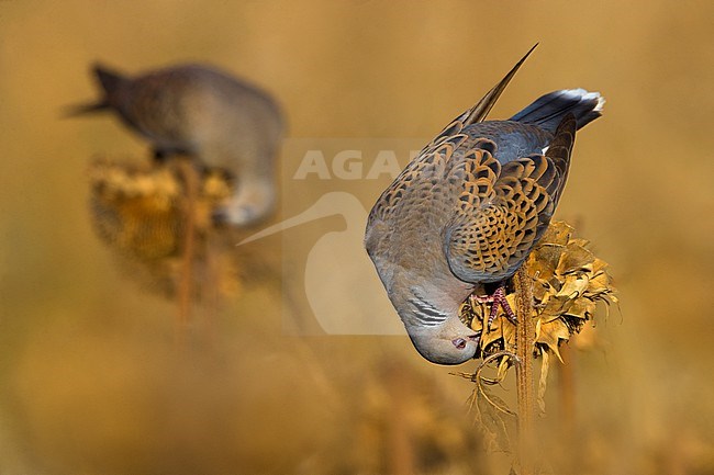 Adult Eurasian Turtle Dove, Streptopelia turtur, in Italy. Foraging on sunflowers. stock-image by Agami/Daniele Occhiato,