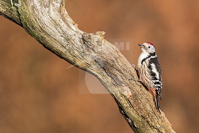 Middle Spotted Woodpecker (Dendrocoptes medius) in wild forest in Bialowieza, Poland. stock-image by Agami/Oscar Díez,