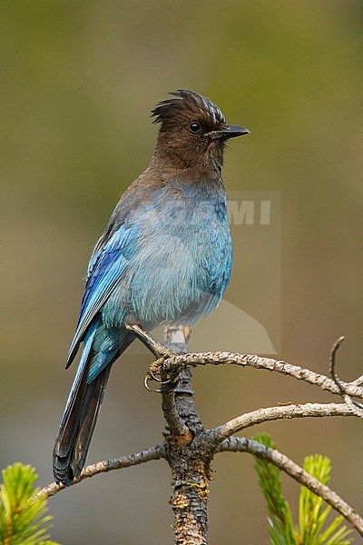 Adult Steller's Jay, Cyanocitta stelleri) perched on a branch in Nevada County, California, United States during spring. stock-image by Agami/Brian E Small,
