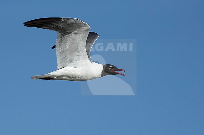 Adult Laughing Gull (Larus atricilla) in breeding plumage in
Galveston County, Texas, USA. In flight, calling. stock-image by Agami/Brian E Small,