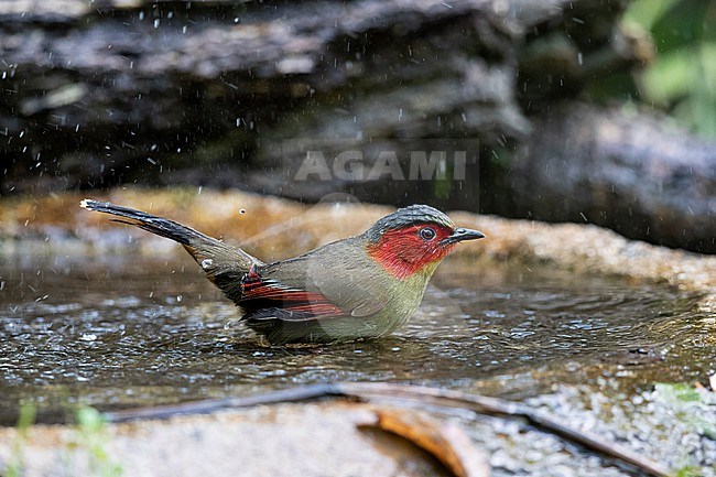 An adult Scarlet-faced Liocichla (Liocichla ripponi ssp. wellsi) is bathing in a small pond stock-image by Agami/Mathias Putze,