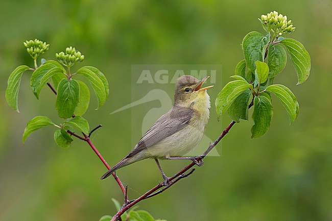 Orpheusspotvogel, Melodious Warbler stock-image by Agami/Daniele Occhiato,
