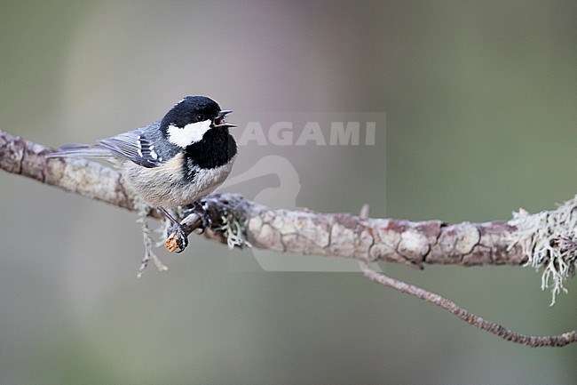 Coal Tit (Parus ater ssp. ater), Germany (Baden-Württemberg) stock-image by Agami/Ralph Martin,