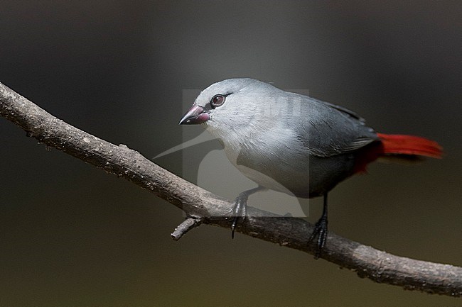 Lavender waxbill (Glaucestrilda caerulescens) perched on a branch in the Gambia. stock-image by Agami/Han Bouwmeester,