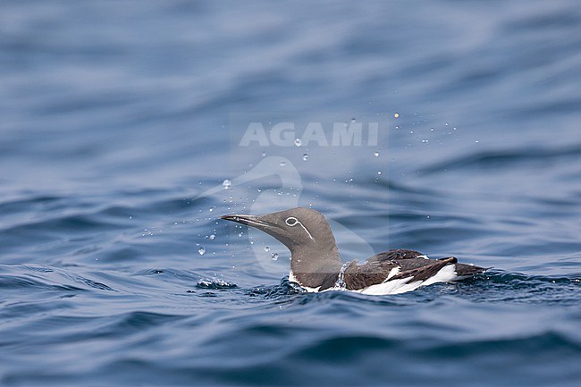 Immature (2 cy) Common Murre (Uria aalge) sitting on the water, shaking its bill and squirting drops of water, with a blue background, in Brittany, France. stock-image by Agami/Sylvain Reyt,