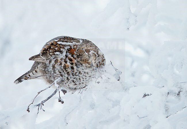Hazelhoen foeragerend in de sneeuw, Hazel Grouse foraging in the snow stock-image by Agami/Markus Varesvuo,